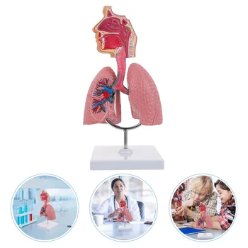 Ošetrovateľstvo Ošetrovateľstvo Ošetrovateľstvo Ošetrovateľstvo Ľudský Respiračný Systém Model Ľudského Dýchacích Tela, Anatómia Model Dýchacieho Systému