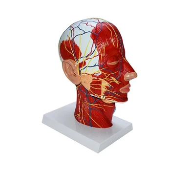 Ľudské Head & Neck Anatomický Model s Svalov Neurovascular Školské potreby